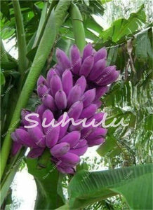 50 Pcs Dwarf Banana Bonsai Tree, Tropical Fruit Tree, Bonsai Balcony Flower for Home Planting, Germination Rate of 95%